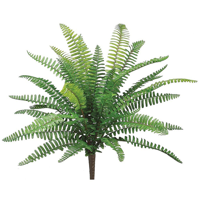 GREENERY, Boston Fern 45cm